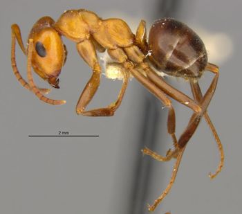 Media type: image;   Entomology 8887 Aspect: habitus lateral view